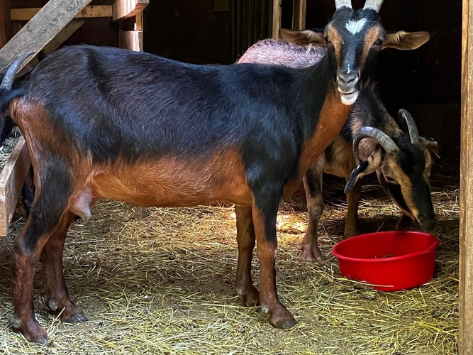 san-clemente-island-goats